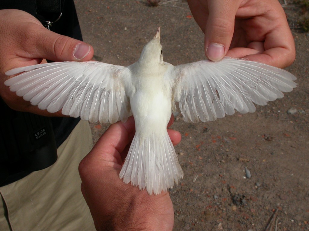 BURUNG ALBINO: Kehilangan pigmen melanin membuat warna tidak muncul.