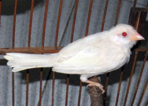 Burung gereja albino