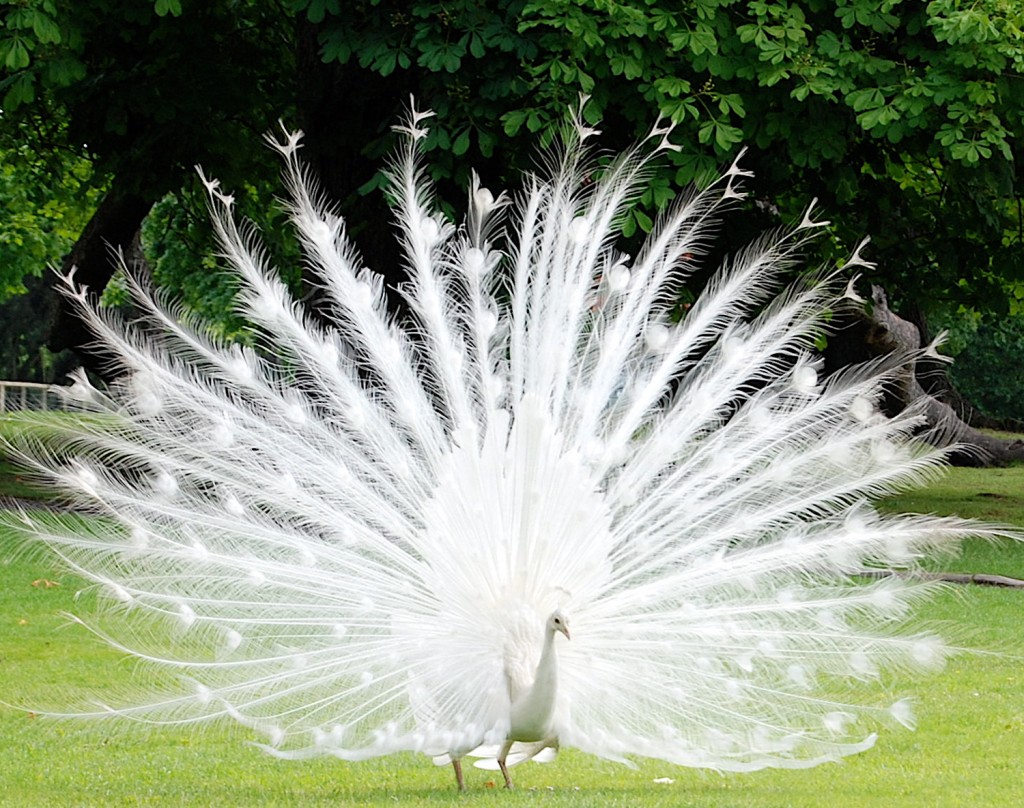 Burung Merak Albino